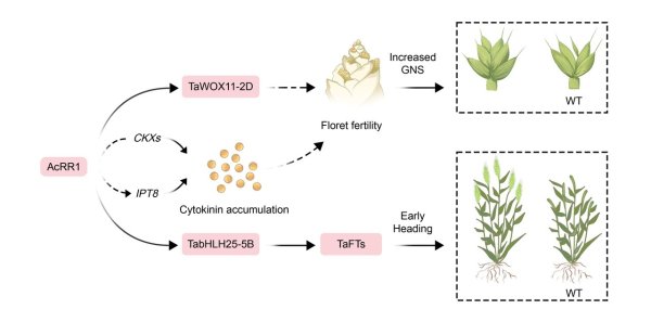 股票期货配资公司 冰草基因可提高小麦产量
