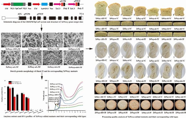 配资哪家好 基因编辑技术实现小麦直链淀粉含量精准调控